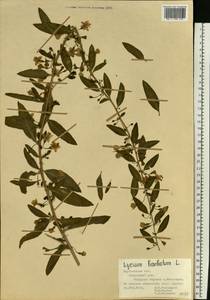 Lycium barbarum L., Eastern Europe, Central forest-and-steppe region (E6) (Russia)