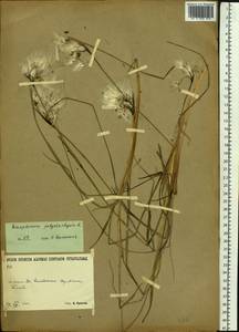 Eriophorum angustifolium Honck., Siberia, Baikal & Transbaikal region (S4) (Russia)