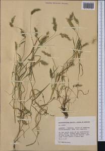 Anthoxanthum aristatum Boiss., Western Europe (EUR) (Germany)