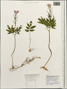 Cardamine quinquefolia (M.Bieb.) Schmalh., Caucasus, Stavropol Krai, Karachay-Cherkessia & Kabardino-Balkaria (K1b) (Russia)