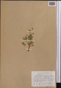 Sibbaldianthe bifurca subsp. bifurca, Middle Asia, Western Tian Shan & Karatau (M3) (Kyrgyzstan)