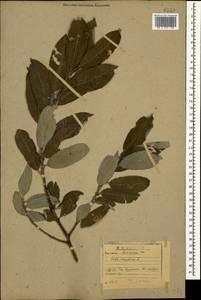 Salix aegyptiaca L., Caucasus, Armenia (K5) (Armenia)