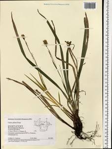 Carex pilosa Scop., Eastern Europe, Central region (E4) (Russia)