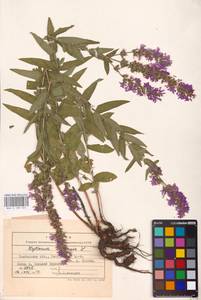 Lythrum salicaria L., Eastern Europe, Central forest-and-steppe region (E6) (Russia)