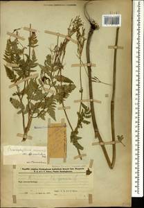 Chaerophyllum aureum L., Caucasus, Azerbaijan (K6) (Azerbaijan)
