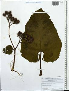 Arctium tomentosum Mill., Eastern Europe, Central forest region (E5) (Russia)