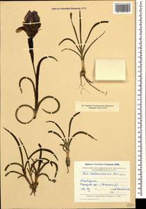 Iris schelkownikowii (Fomin) Fomin, Caucasus, Azerbaijan (K6) (Azerbaijan)