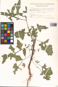 Sisymbrium officinale (L.) Scop., Eastern Europe, Moscow region (E4a) (Russia)