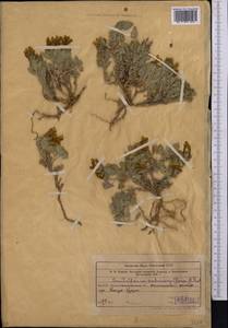 Scutellaria subcaespitosa Pavlov, Middle Asia, Western Tian Shan & Karatau (M3) (Kazakhstan)
