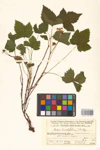Rubus humulifolius C.A.Mey., Eastern Europe, Northern region (E1) (Russia)