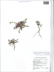 Chorispora bungeana Fisch. & C.A. Mey., Middle Asia, Northern & Central Tian Shan (M4) (Kyrgyzstan)