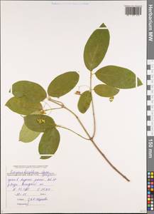 Euonymus leiophloeus Stev., Caucasus, Black Sea Shore (from Novorossiysk to Adler) (K3) (Russia)