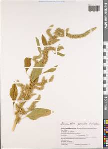 Amaranthus powellii S. Watson, Middle Asia, Caspian Ustyurt & Northern Aralia (M8) (Kazakhstan)