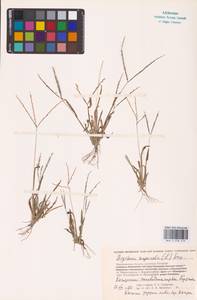 Digitaria sanguinalis (L.) Scop., Eastern Europe, Central forest-and-steppe region (E6) (Russia)