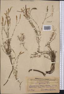 Dianthus acicularis Fisch. ex Ledeb., Middle Asia, Caspian Ustyurt & Northern Aralia (M8) (Kazakhstan)