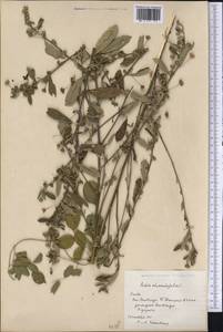 Sida rhombifolia L., America (AMER) (Cuba)