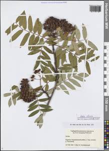 Sorbus aucuparia subsp. glabrata (Wimm. & Grab.) Hedl., Siberia, Baikal & Transbaikal region (S4) (Russia)