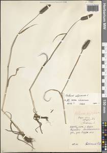 Phleum alpinum L., Caucasus, North Ossetia, Ingushetia & Chechnya (K1c) (Russia)