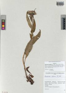 Saussurea alpina (L.) DC., Siberia, Altai & Sayany Mountains (S2) (Russia)