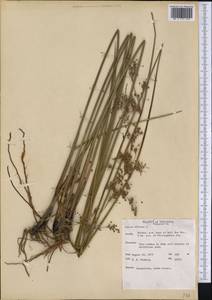 Juncus effusus L., America (AMER) (United States)