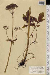 Valeriana officinalis L., Siberia, Russian Far East (S6) (Russia)