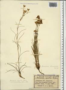 Eremogone szowitsii (Boiss.) Ikonn., Caucasus, Armenia (K5) (Armenia)