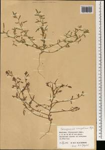 Corispermum mongolicum Iljin, Mongolia (MONG) (Mongolia)