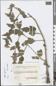 Althaea officinalis L., Eastern Europe, South Ukrainian region (E12) (Ukraine)