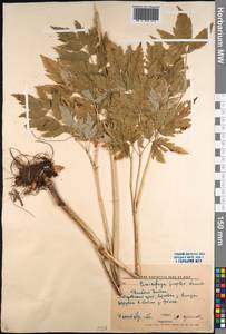 Actaea simplex (DC.) Wormsk. ex Fisch. & C. A. Mey., Siberia, Russian Far East (S6) (Russia)