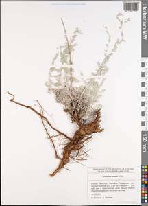 Artemisia nutans Willd., Eastern Europe, Middle Volga region (E8) (Russia)