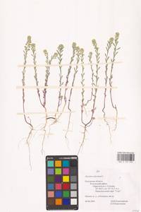 Alyssum alyssoides (L.) L., Eastern Europe, Central region (E4) (Russia)