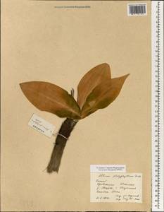 Allium wallichii var. platyphyllum (Diels) J.M.Xu, South Asia, South Asia (Asia outside ex-Soviet states and Mongolia) (ASIA) (China)