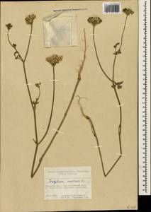 Tordylium maximum L., Crimea (KRYM) (Russia)