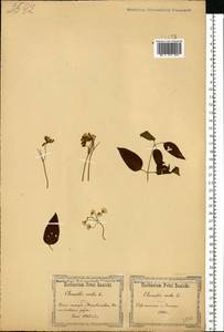 Clematis recta L., Eastern Europe, South Ukrainian region (E12) (Ukraine)