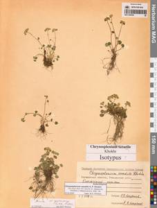 Chrysosplenium wrightii subsp. saxatile (Khokhr.) Vorosch., Siberia, Chukotka & Kamchatka (S7) (Russia)