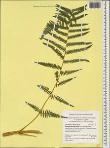 Pteridium aquilinum subsp. aquilinum, Caucasus, Krasnodar Krai & Adygea (K1a) (Russia)