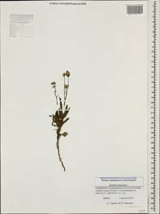 Sonchus oleraceus L., Caucasus, Azerbaijan (K6) (Azerbaijan)