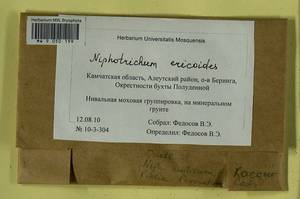 Niphotrichum ericoides (Brid.) Bedn.-Ochyra & Ochyra, Bryophytes, Bryophytes - Chukotka & Kamchatka (B21) (Russia)