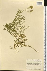 Diphasiastrum complanatum (L.) Holub, Siberia, Russian Far East (S6) (Russia)