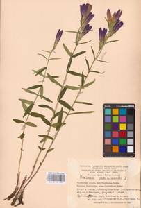 Gentiana pneumonanthe L., Eastern Europe, Eastern region (E10) (Russia)