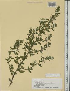 Ononis arvensis L., Eastern Europe, Central forest-and-steppe region (E6) (Russia)