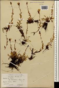 Saxifraga hirculus L., Caucasus, Armenia (K5) (Armenia)