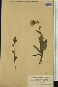 Hieracium villosum Jacq., Western Europe (EUR) (Austria)
