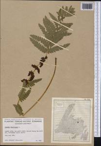 Osmundastrum claytonianum, America (AMER) (Canada)