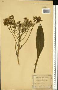 Senecio nemorensis L., Eastern Europe, South Ukrainian region (E12) (Ukraine)