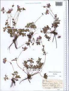 Geranium, Middle Asia, Northern & Central Tian Shan (M4) (Kazakhstan)