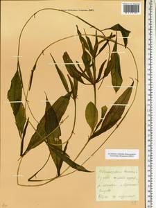 Potamogeton lucens L., Eastern Europe, Moscow region (E4a) (Russia)