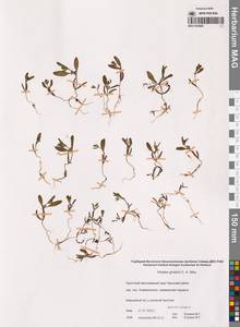 Atriplex gmelinii C.A.Mey. ex Bong., Siberia, Chukotka & Kamchatka (S7) (Russia)