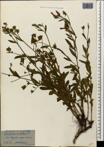 Convolvulus cantabrica L., Caucasus, Georgia (K4) (Georgia)