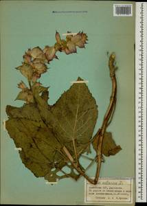 Salvia sclarea L., Caucasus, Armenia (K5) (Armenia)